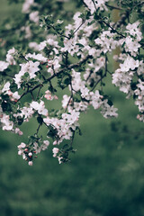 Apple tree blossom with tiny white flowers