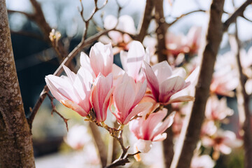 Close up of pink magnolia flowers blooming in spring