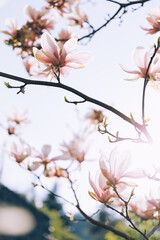 Magnolia tree background, pink flowers blooming in spring
