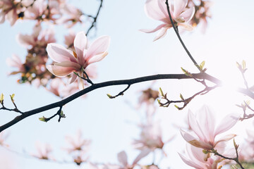 White magnolia flowers with light pink color touch blooming in spring