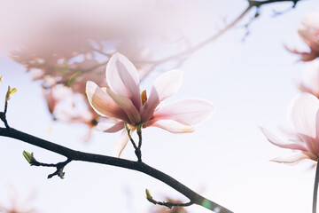 White magnolia flowers with pink color touch