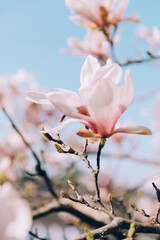 Pink magnolia flowers blooming in spring, blue sky background