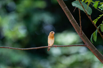 Asian golden weaver