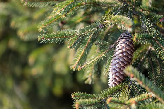 Pine cone in the tree