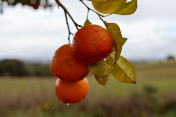 oranges on tree