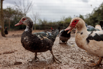 Close-up of a Muscovy Duck on a Muddy Farmyard with Poultry
