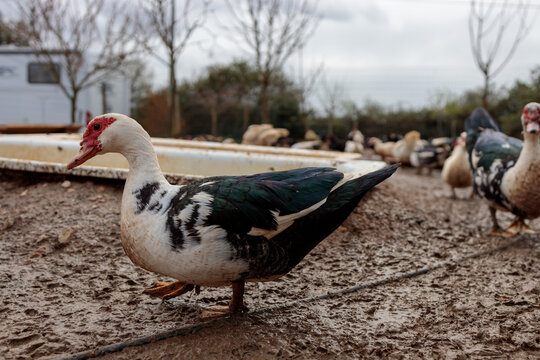 Close-up of a Muscovy Duck on a Muddy Farmyard with Poultry - Powered by Adobe