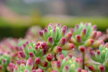 Close-up of a Colorful Jelly Bean Succulent with Morning Dewdrops