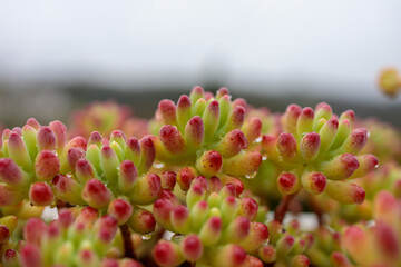 Close-up of a Colorful Jelly Bean Succulent with Morning Dewdrops