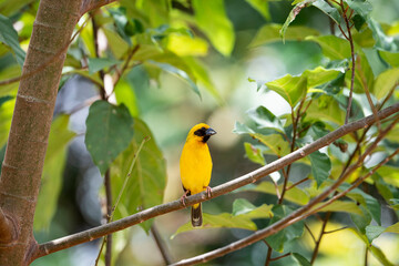 Asian Golden Weaver