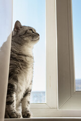 Fat Scottish cat sitting by the open window. Beautiful grey cat is looking away. Funny pet. Close up, side view