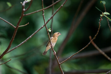 Asian Golden Weaver