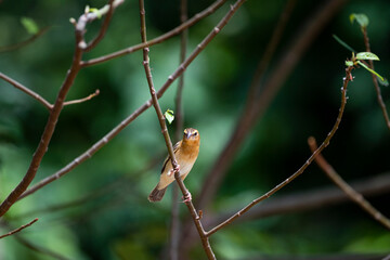 Asian Golden Weaver