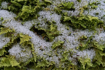 Spring Moss with Snow