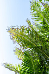 Naklejka na ściany i meble Palm tree leaf on blue sky. Tropical island, beach vacation and travel background