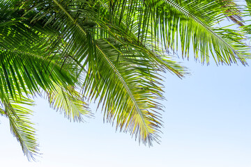 Fototapeta premium Palm tree leaf on blue sky. Tropical island, beach vacation and travel background