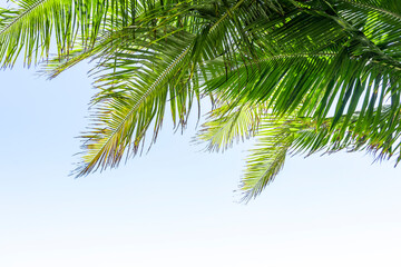 Fototapeta na wymiar Palm tree leaf on blue sky. Tropical island, beach vacation and travel background