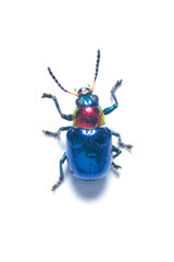 Blue Milkweed Beetle isolated on white background