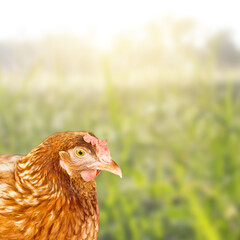 Closeup Chicken in Profile view. Chicken  on the background of corn fields.