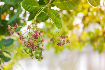 Young Cashew nuts growing on the tree, Cashew nuts grow on a tree branch. Cashew (Anacardium occidentale) fruits