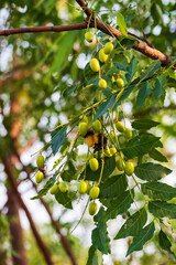 leaves of neem tree and fruits growing natural medicinal. Closed up fruits neem