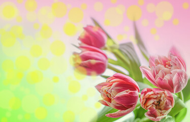 Abstract floral background - five pink tulips on a gradient background and bokeh.