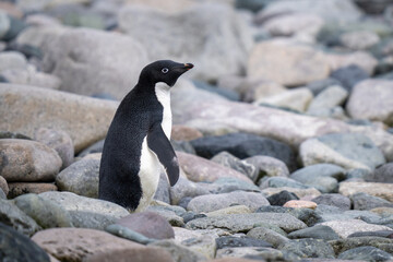 Adelie penguin stands on rocks in profile