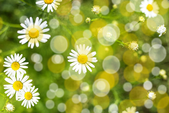 Natural abstract background - daisies, bokeh and defocused background.