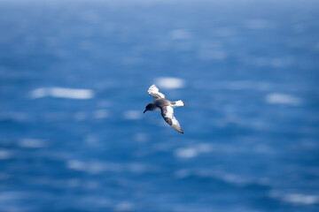 Antarctic petrel glides over sea looking down