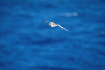 Antarctic petrel glides over ocean spreading wings