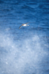 Antarctic petrel glides over spray from sea