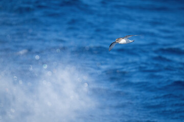 Antarctic petrel glides over spray from ocean