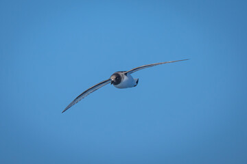 Fototapeta na wymiar Antarctic petrel in blue sky spreading wings