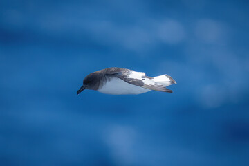 Antarctic petrel in profile with tucked wings