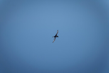 Antarctic petrel gliding in clear blue sky