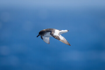Antarctic petrel soars over ocean in sunshine