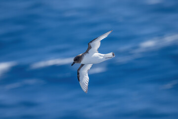 Antarctic petrel makes banked turn over sea