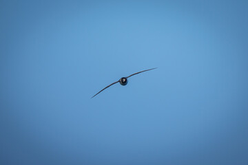 Antarctic petrel soars in perfect blue sky