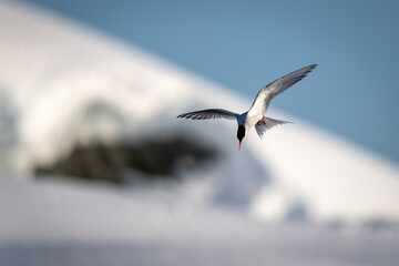 Antarctic tern dives past bank of snow