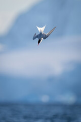 Antarctic tern dives into sea past iceberg