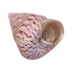 Brown seashell in the shape of a cone, isolated on a white background.