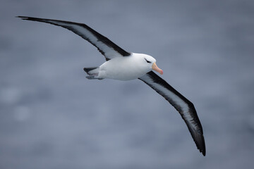 Black-browed albatross crosses ocean with wings spread