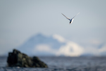 Fototapeta premium Antarctic tern dives towards ocean to fish