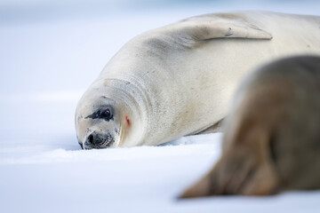Close-up of crabeater seal lying beside another