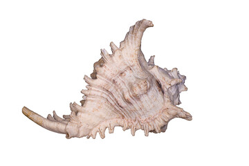 Seashell isolated on a white background.