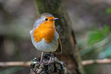 Robin Bird perched in the sun