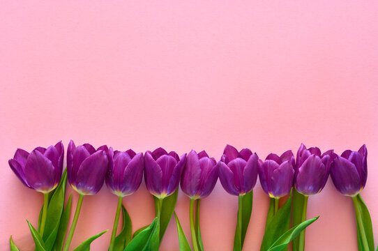 Purple tulips deals