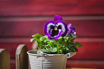 Osterfrühling 4