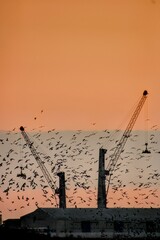 crane at sunset