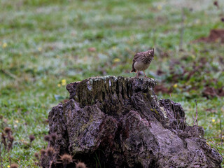 Crested Lark. Bird in its natural environment.